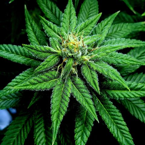 Bubba Kush growlog timeline photo