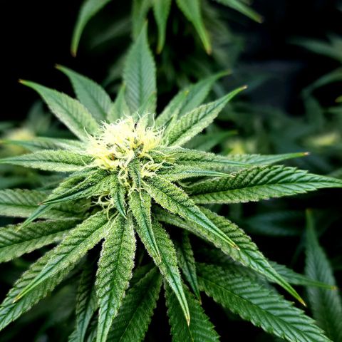 Granddaddy Purple growlog timeline photo