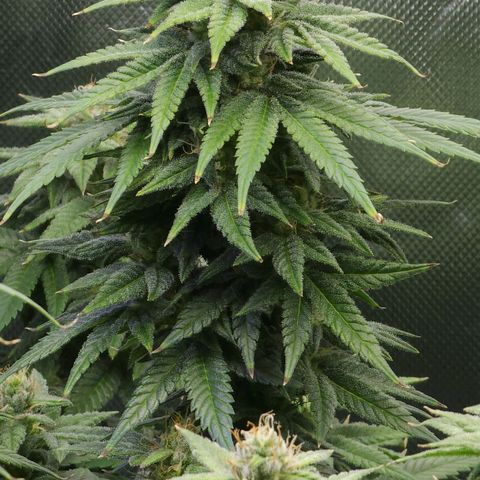 Bubba Kush growlog timeline photo