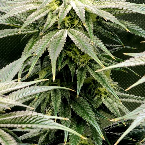 Granddaddy Purple growlog timeline photo