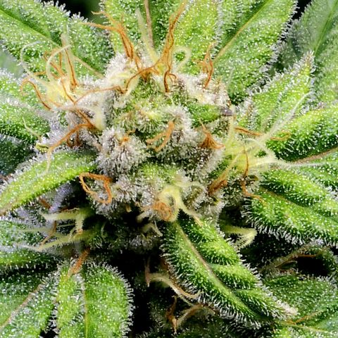 Bubba Kush growlog timeline photo