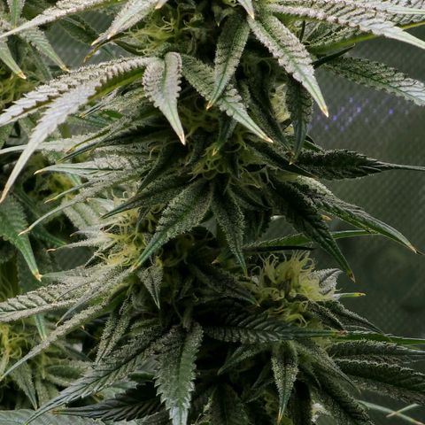 Granddaddy Purple growlog timeline photo