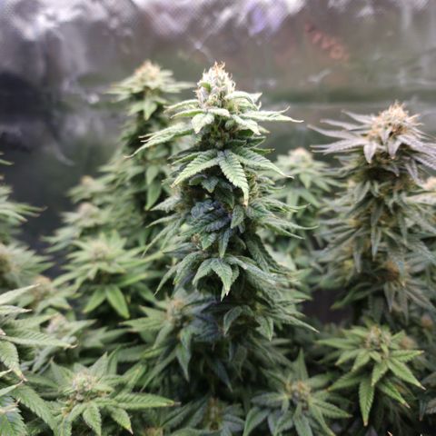 Bubba Kush growlog timeline photo
