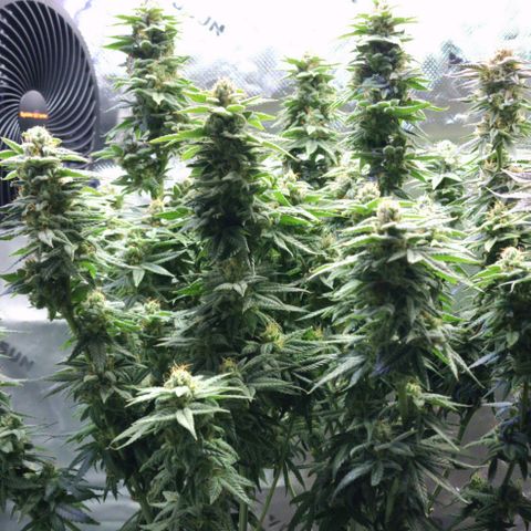 Bubba Kush growlog timeline photo