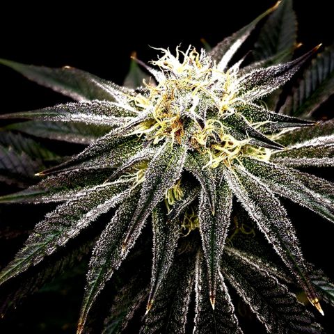 Granddaddy Purple growlog timeline photo