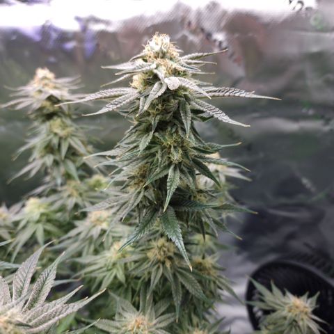 Granddaddy Purple growlog timeline photo