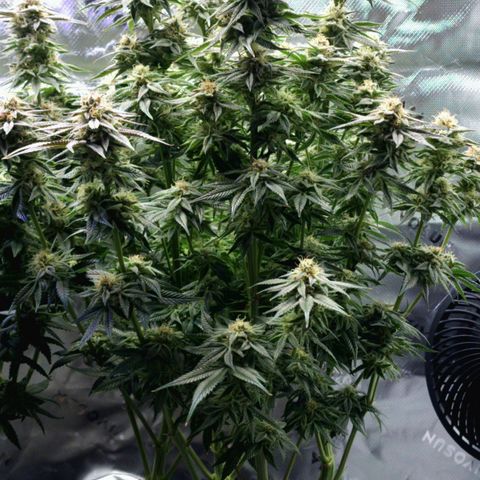 Granddaddy Purple growlog timeline photo