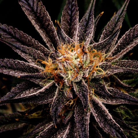 Granddaddy Purple growlog timeline photo