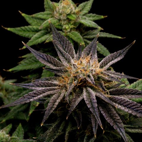 Granddaddy Purple growlog timeline photo