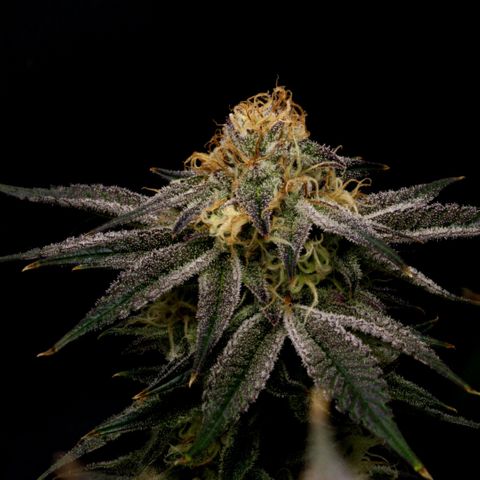 Granddaddy Purple growlog timeline photo