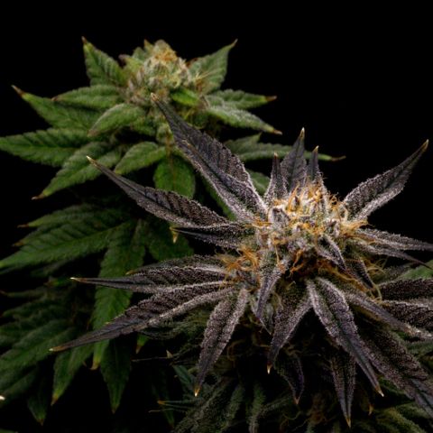 Granddaddy Purple growlog timeline photo