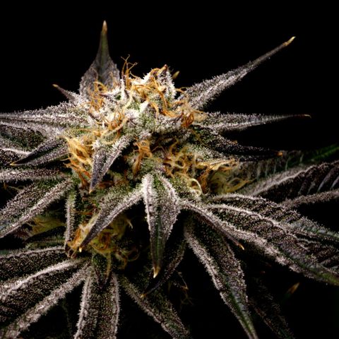 Granddaddy Purple growlog timeline photo