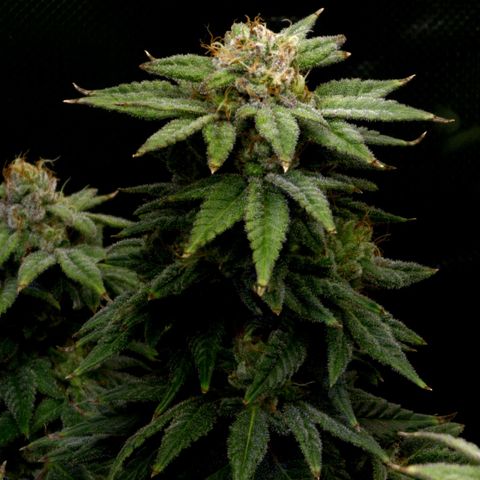 Bubba Kush growlog timeline photo