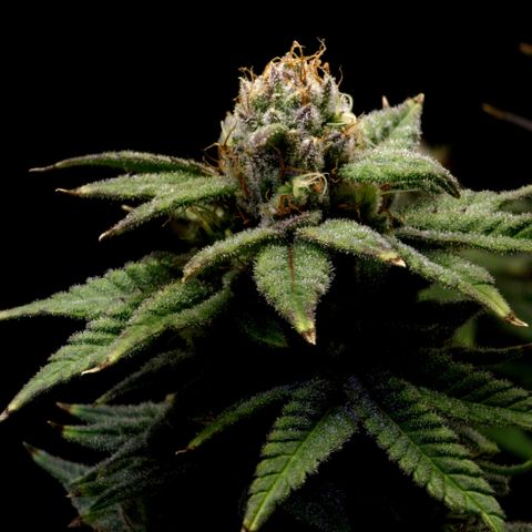 Bubba Kush growlog timeline photo