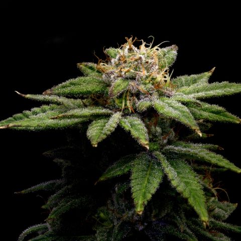 Bubba Kush growlog timeline photo