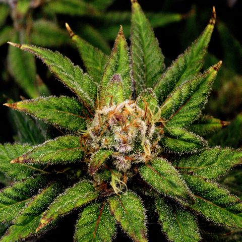 Bubba Kush growlog timeline photo