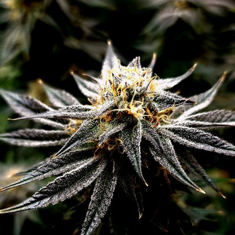 Granddaddy Purple growlog timeline photo