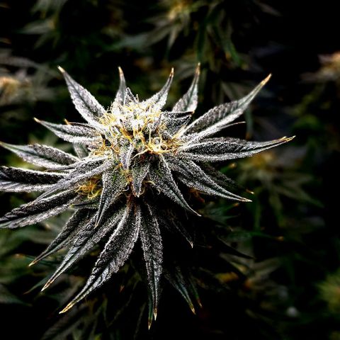 Granddaddy Purple growlog timeline photo