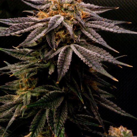 Granddaddy Purple growlog timeline photo