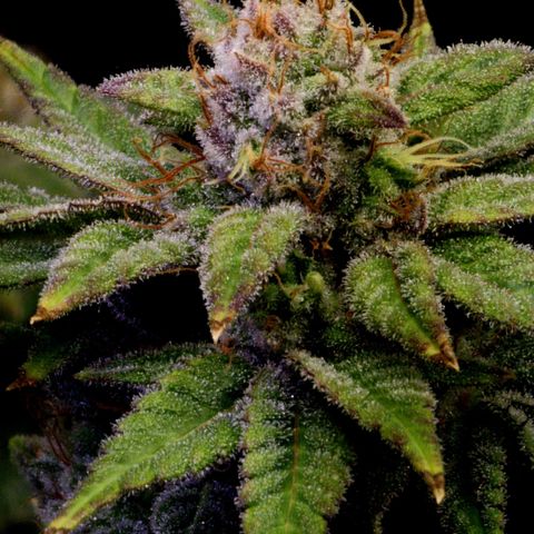 Bubba Kush growlog timeline photo
