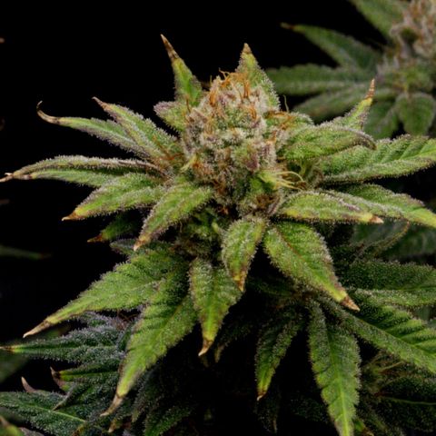 Bubba Kush growlog timeline photo