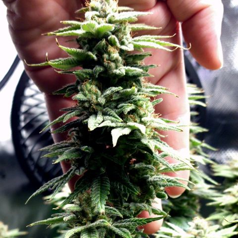 Bubba Kush growlog timeline photo