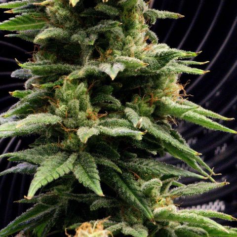 Bubba Kush growlog timeline photo