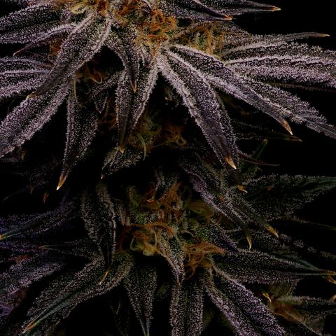 Granddaddy Purple growlog timeline photo