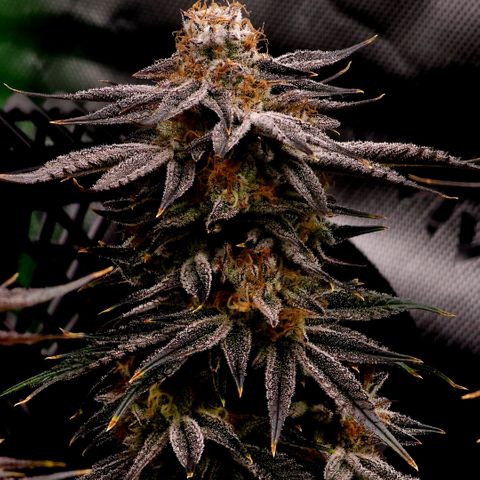 Granddaddy Purple growlog timeline photo