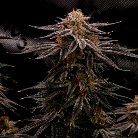 Granddaddy Purple growlog timeline photo