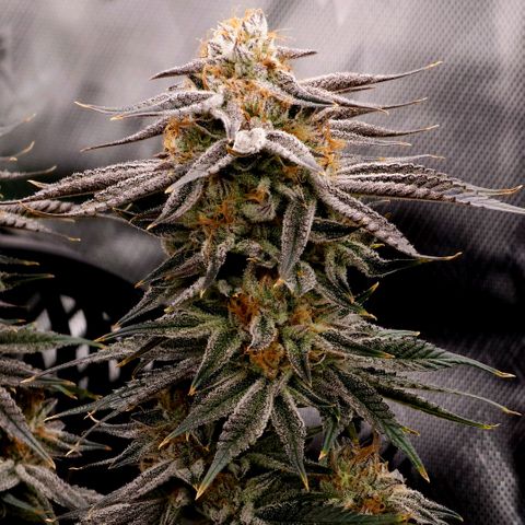 Granddaddy Purple growlog timeline photo