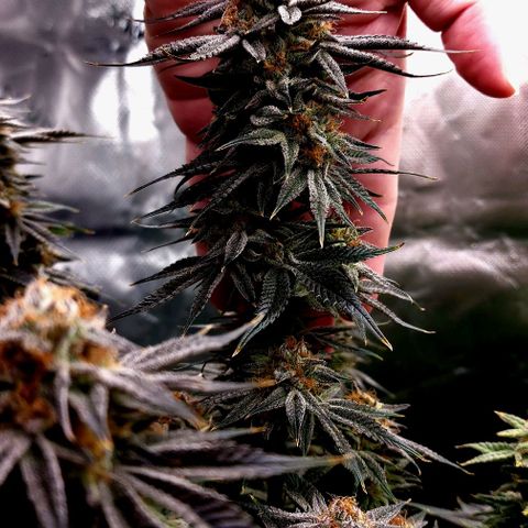 Granddaddy Purple growlog timeline photo
