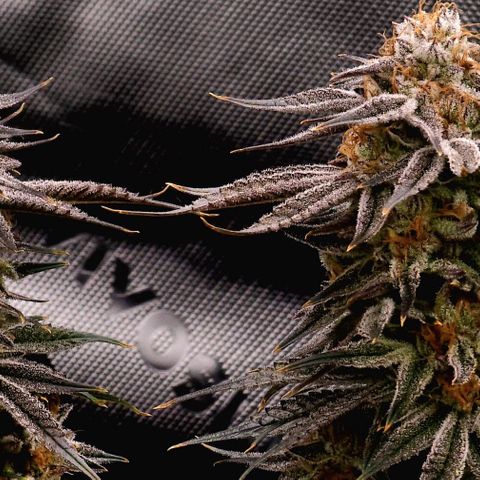 Granddaddy Purple growlog timeline photo