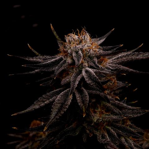Granddaddy Purple growlog timeline photo