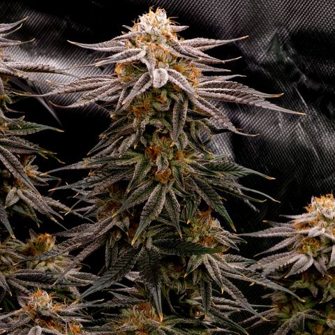 Granddaddy Purple growlog timeline photo