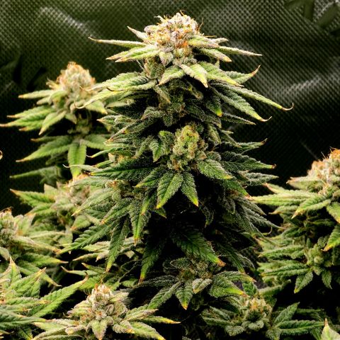 Bubba Kush growlog timeline photo
