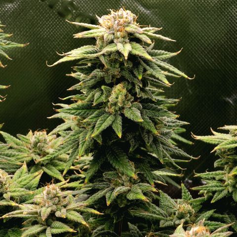 Bubba Kush growlog timeline photo