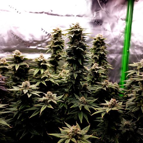 Bubba Kush growlog timeline photo