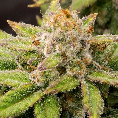 Bubba Kush growlog timeline photo