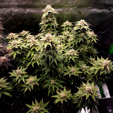 Bubba Kush growlog timeline photo