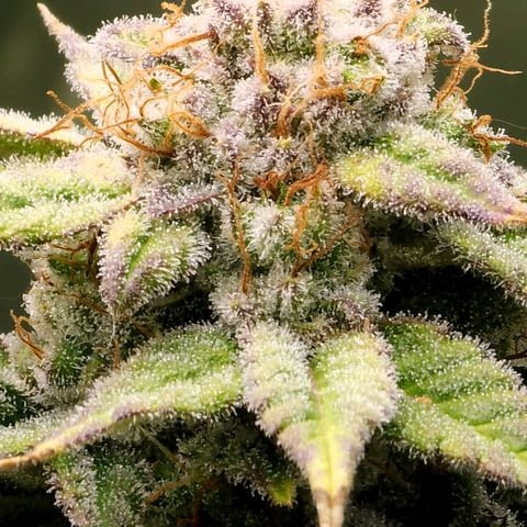 Bubba Kush growlog timeline photo
