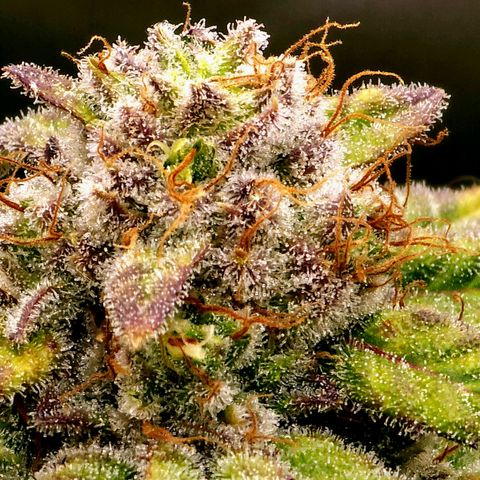 Bubba Kush growlog timeline photo
