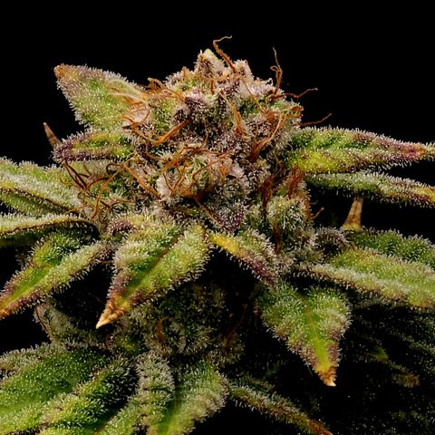 Bubba Kush growlog timeline photo