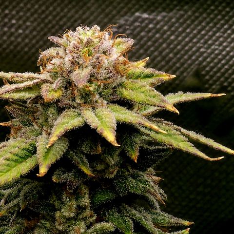 Bubba Kush growlog timeline photo