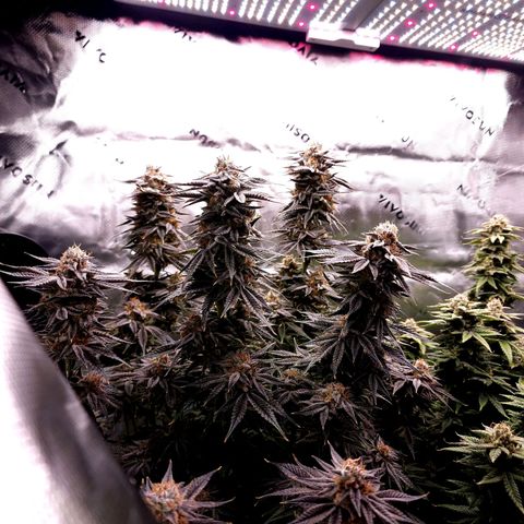 Granddaddy Purple growlog timeline photo