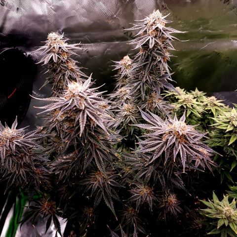 Granddaddy Purple growlog timeline photo