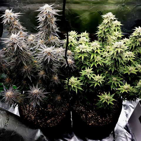 Granddaddy Purple growlog timeline photo