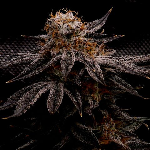 Granddaddy Purple growlog timeline photo