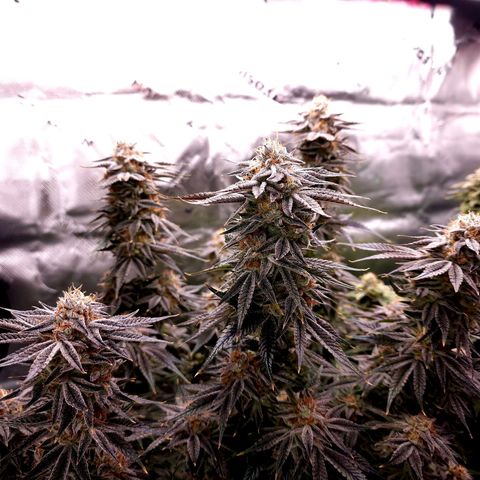 Granddaddy Purple growlog timeline photo