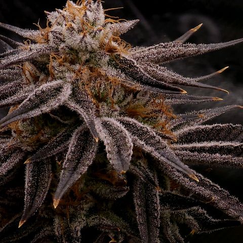 Granddaddy Purple growlog timeline photo